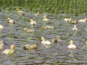 田植えが終わるとあいがも隊の出番です。田んぼの中を気持ちよさそうに泳いでお米を育てます。
