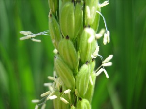 お米にも花が咲きます。貴重なあいがも農法米の花です。